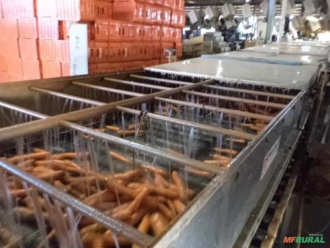 Imagem MÁQUINA PARA O BENEFICIAMENTO DE CENOURA Imagem MÁQUINA PARA O BENEFICIAMENTO DE CENOURA