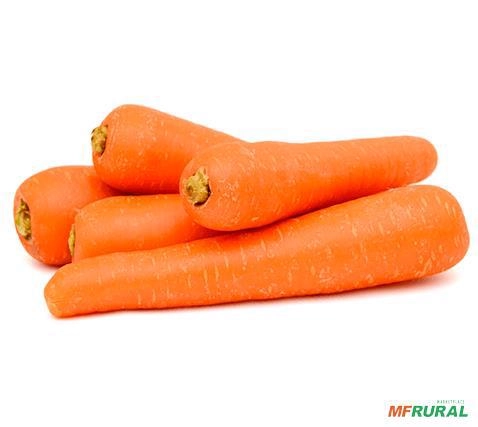 Imagem MÁQUINA PARA O BENEFICIAMENTO DE CENOURA Imagem MÁQUINA PARA O BENEFICIAMENTO DE CENOURA