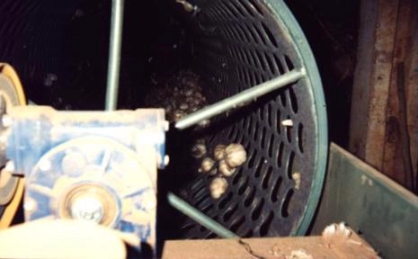 MÁQUINA PARA O BENEFICIAMENTO DE ALHO Imagem MÁQUINA PARA O BENEFICIAMENTO DE ALHO