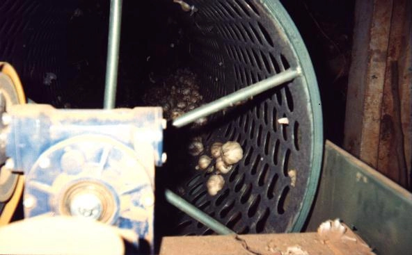 MÁQUINA PARA O BENEFICIAMENTO DE ALHO Imagem MÁQUINA PARA O BENEFICIAMENTO DE ALHO