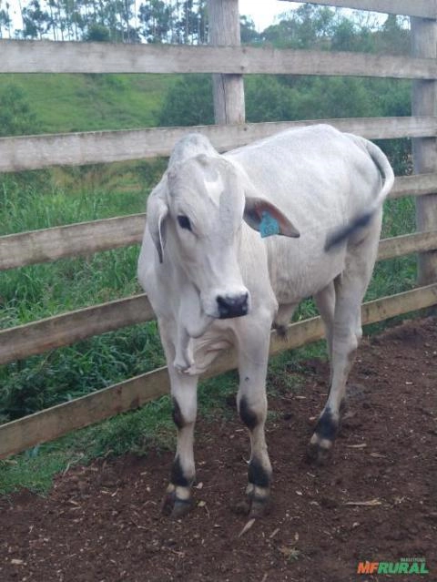 Tourinhos nelore Imagem Tourinhos nelore