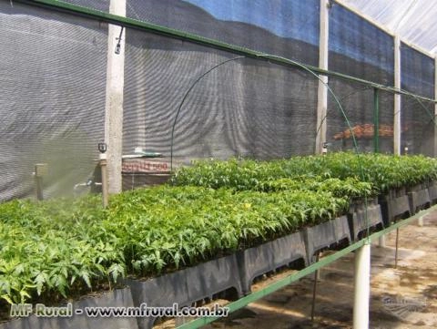 Mudas de Nim (NEEM) Indiano Imagem Mudas de Nim (NEEM) Indiano