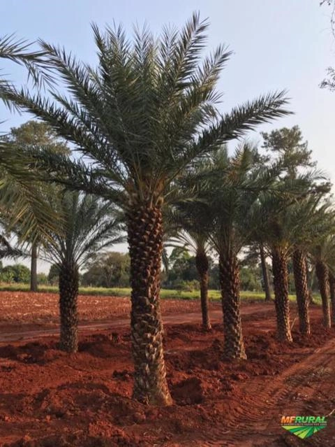 Tamareiras - Diversos Tamanhos Imagem Tamareiras - Diversos Tamanhos