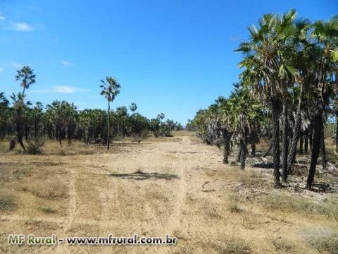 Fazenda as margens do Rio São Francisco / BA. 500 ha.