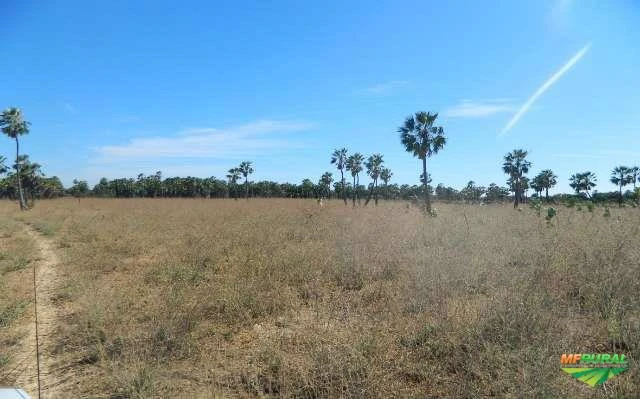 2.265 Ha.  Fazenda Rio São Francisco