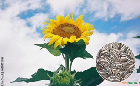 Sementes de Girassol Dismat Imagem Sementes de Girassol Dismat