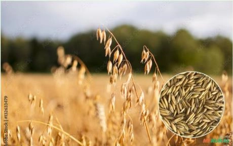 Sementes Aveia Branca Imagem Sementes Aveia Branca