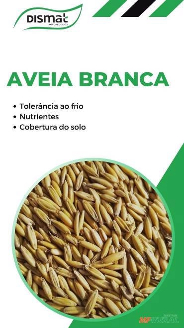 Imagem Sementes Aveia Branca Imagem Sementes Aveia Branca
