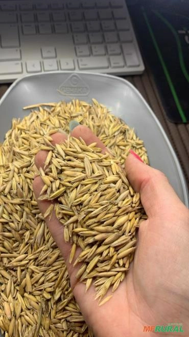 Imagem Sementes Aveia Branca Imagem Sementes Aveia Branca