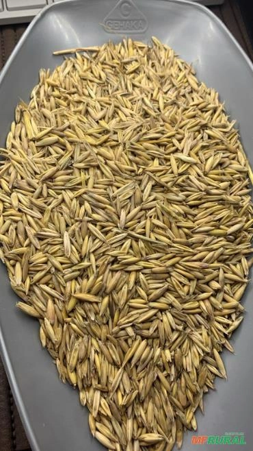 Imagem Sementes Aveia Branca Imagem Sementes Aveia Branca