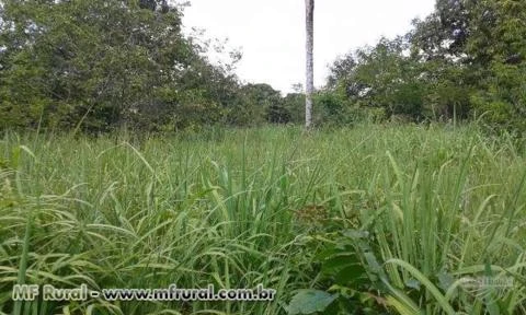 VENDE SE UMA FAZENDA DE 50 HA - ARINOS/MG