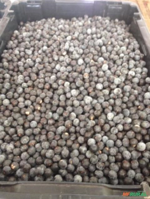 Polpa de Açaí Médio Imagem Polpa de Açaí Médio