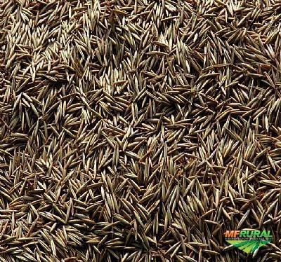 Aveia preta Imagem Aveia preta