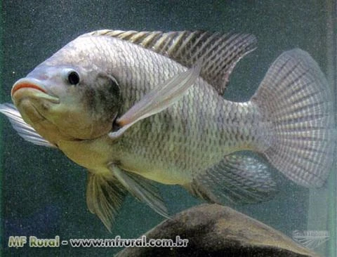 Hormônio Natural de crescimento e engorda para peixes de corte