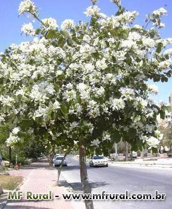 SEMENTES DE PATA DE VACA (BRANCA, ROSA E LILAS)