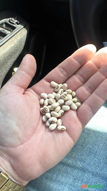 Feijão Caupi Imagem Feijão Caupi