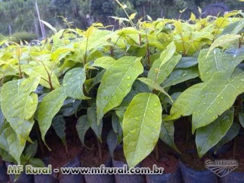 Mogno africano Imagem Mogno africano