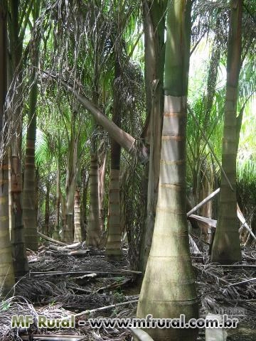 Imagem Palmeiras imperial ,cariota ,fenix ,gerija e ciafort Imagem Palmeiras imperial ,cariota ,fenix ,gerija e ciafort