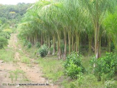 Imagem Palmeiras imperial ,cariota ,fenix ,gerija e ciafort Imagem Palmeiras imperial ,cariota ,fenix ,gerija e ciafort