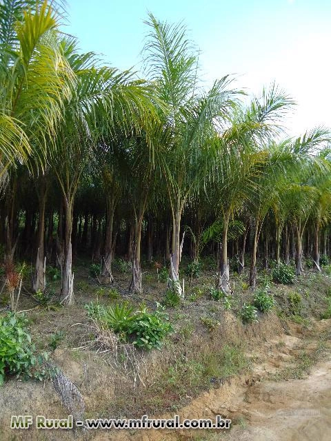 Palmeiras imperial ,cariota ,fenix ,gerija e ciafort Imagem Palmeiras imperial ,cariota ,fenix ,gerija e ciafort