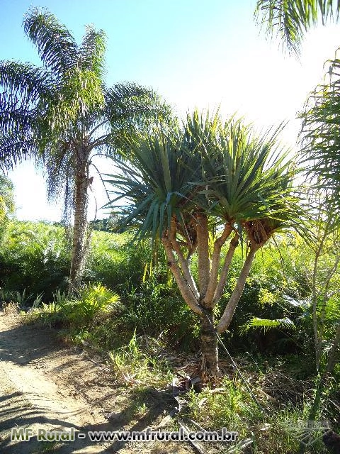 Imagem Palmeiras imperial ,cariota ,fenix ,gerija e ciafort Imagem Palmeiras imperial ,cariota ,fenix ,gerija e ciafort