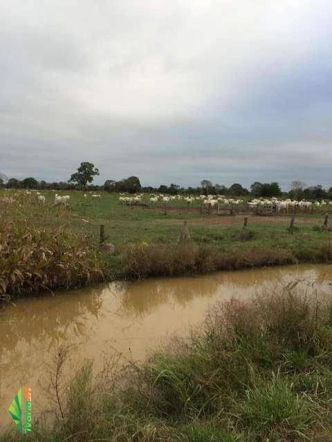 FAZENDA POCONÉ - MT