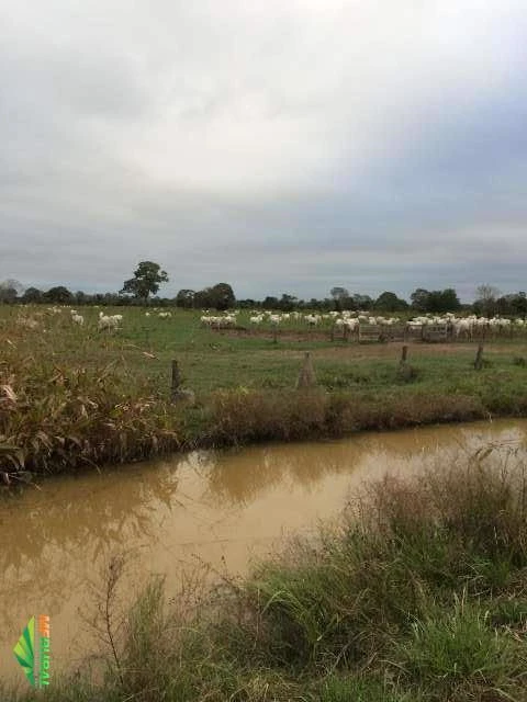 FAZENDA POCONÉ - MT