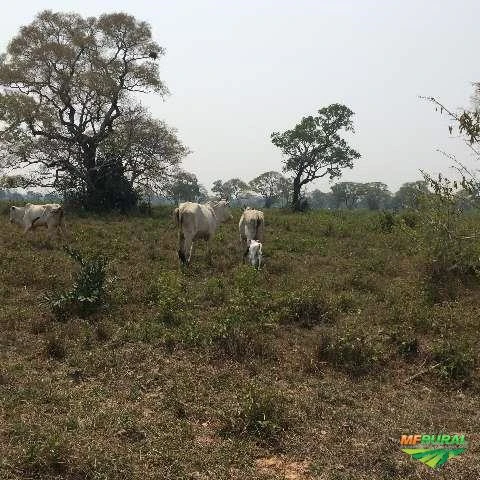 FAZENDA POCONÉ - MT