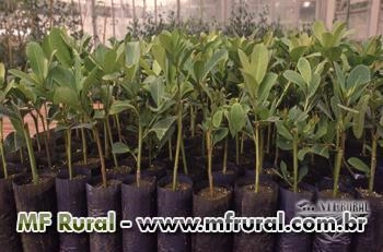 MUDAS DE PAU ROSA Imagem MUDAS DE PAU ROSA