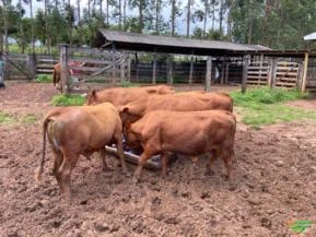 Gado SENEPOL - "PO" a venda em Uberlândia MG.