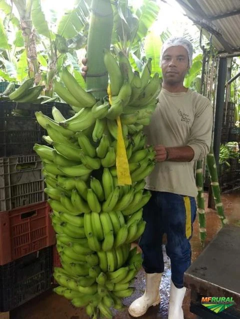 Mudas de Bananeiras Micropropagadas