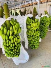 Bolsas para Cachos de Banana ECO-FLEXX