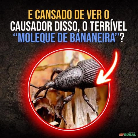 Imagem Complexo Biológico LEWIS PLUS Imagem Complexo Biológico LEWIS PLUS