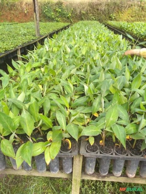 Mudas de banana da terra maranhão legítima Imagem Mudas de banana da terra maranhão legítima