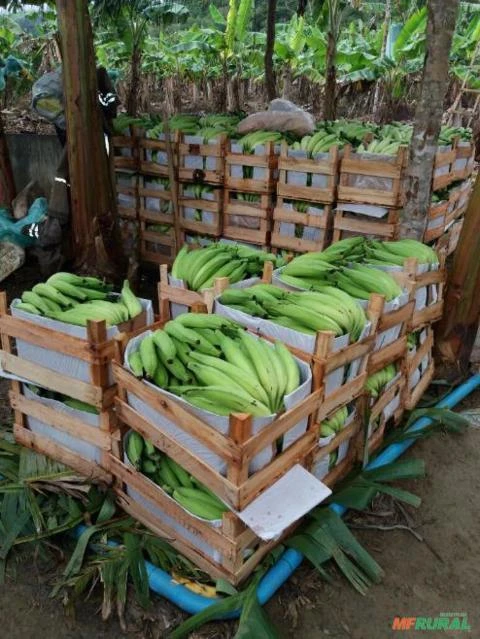 Mudas de banana da terra maranhão legítima