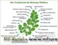 MUDAS DE MORINGA OLEÍFERA - ACEITAMOS ENCOMENDAS Imagem MUDAS DE MORINGA OLEÍFERA - ACEITAMOS ENCOMENDAS