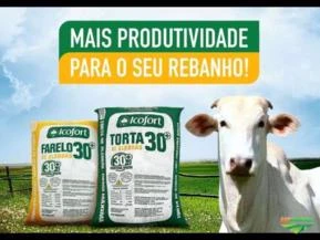 FARELO DE ALGODÃO 30%