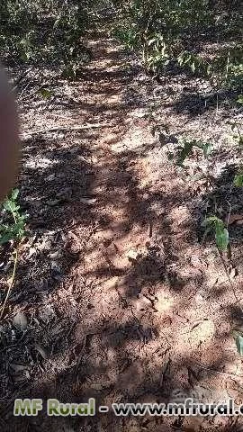 OPORTUNIDADE FAZENDA EM JATAI GOIAS COM 48,5 ALQUEIRES PARA CRIA OU PLANTIO