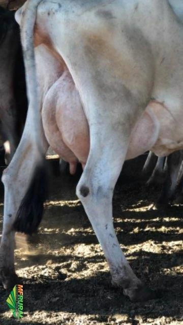 Novilhas e vacas leiteiras - QUALIDADE AO MENOR PREÇO DO MERCADO DE LEITE