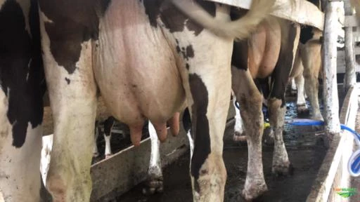 Novilhas e vacas leiteiras - QUALIDADE AO MENOR PREÇO DO MERCADO DE LEITE