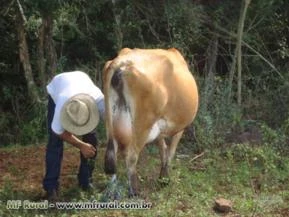 Novilhas e vacas leiteiras - QUALIDADE AO MENOR PREÇO DO MERCADO DE LEITE