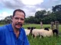 Consultoria e Assistência técnica: carneiros, ovelhas e cabras Imagem Consultoria e Assistência técnica: carneiros, ovelhas e cabras