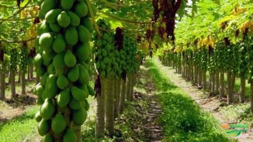 Imagem Mamão Hawai Imagem Mamão Hawai