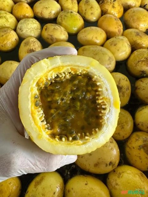 Imagem Polpa de Maracujá Imagem Polpa de Maracujá