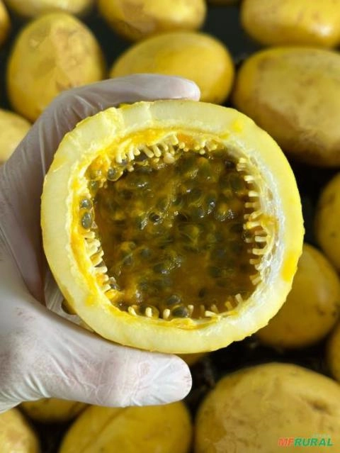 Imagem Polpa de Maracujá Imagem Polpa de Maracujá