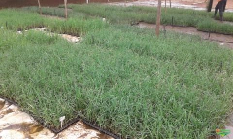 Mudas de Tifton 85 em Bandejas de Isopor Imagem Mudas de Tifton 85 em Bandejas de Isopor