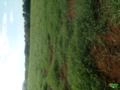 Mudas de Tifton 85 Imagem Mudas de Tifton 85