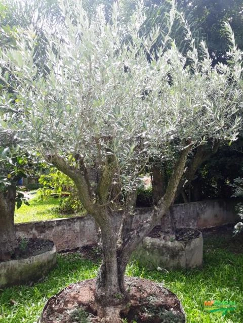 Oliveiras - Olea europaea Imagem Oliveiras - Olea europaea