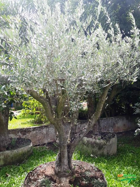 Oliveiras - Olea europaea Imagem Oliveiras - Olea europaea