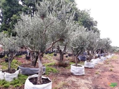 Imagem Oliveiras - Olea europaea Imagem Oliveiras - Olea europaea